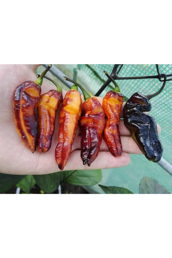 Ayc Botanik 20 Adet Black Phantom Orange Black Biber Tohumu ürün görseli 1