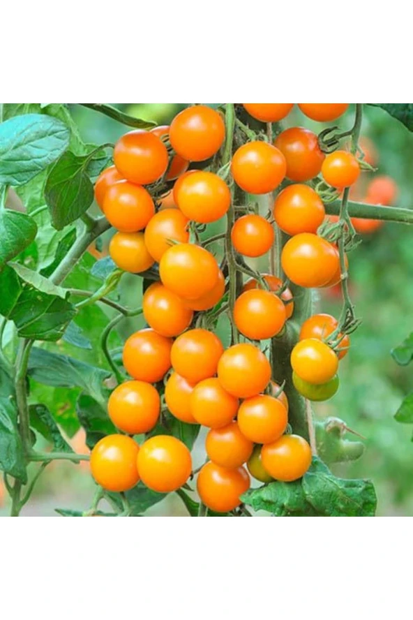 Ayc Botanik 20 Adet Sun Gold Cherry Domates Tohumu ürün görseli 1
