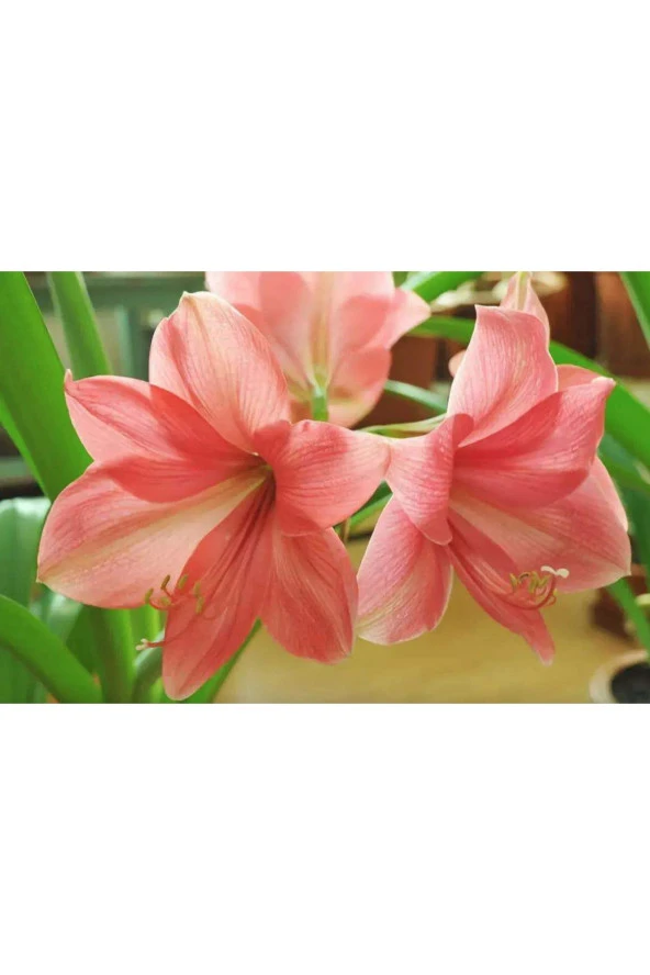 Ayc Botanik 5 Adet Rare Amaryllis Vittata Tohumu ürün görseli 1