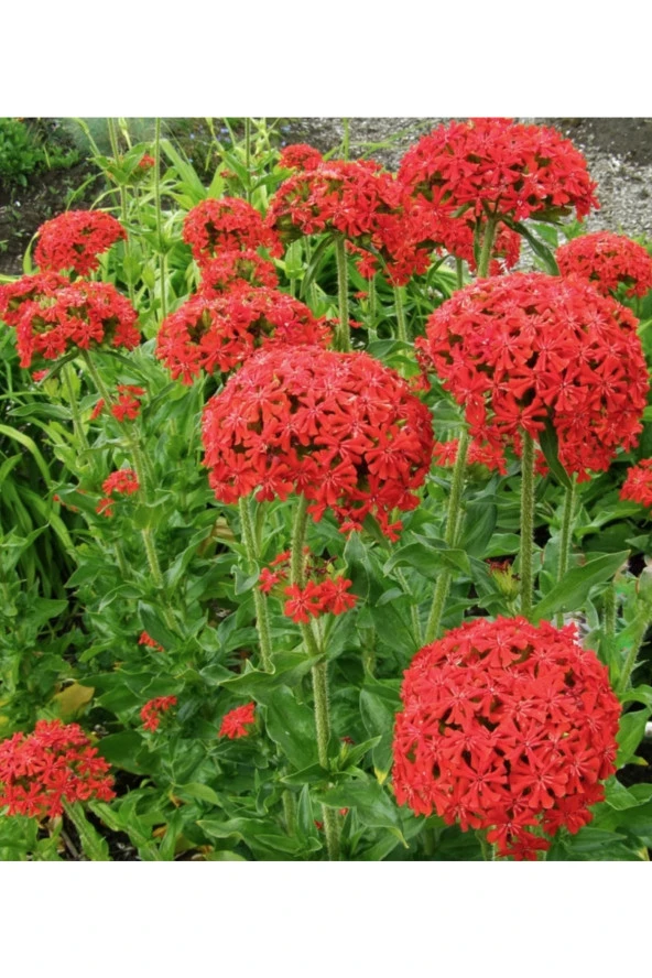 Ayc Botanik 20 Adet Kırmızı Maltese Cross - Lychnis Chalcedonica Çiçeği Tohumu ürün görseli 1