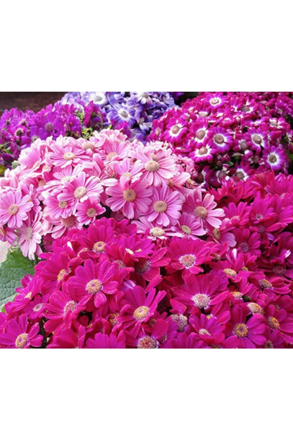 Ayc Botanik 20 Adet Karışık Cineraria Çiçek Tohumu ürün görseli 1