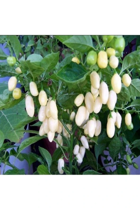 Ayc Botanik 20 Adet Beyaz Habanero Biber Tohumu ürün görseli 1
