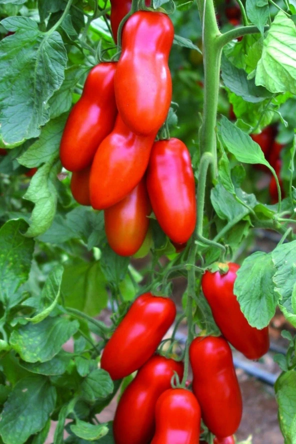 Ayc Botanik San Marzano Domates Tohumu / 10+ Adet Tohum ürün görseli 1