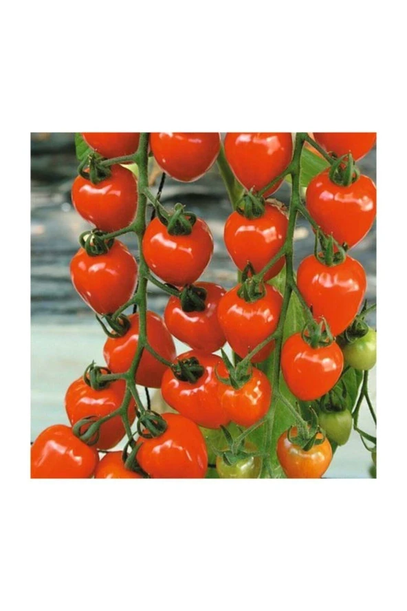 Ayc Botanik Çilek Domatesi Tohumu 10 Adet Tohum Tometoberry Domates Tohumu ürün görseli 1