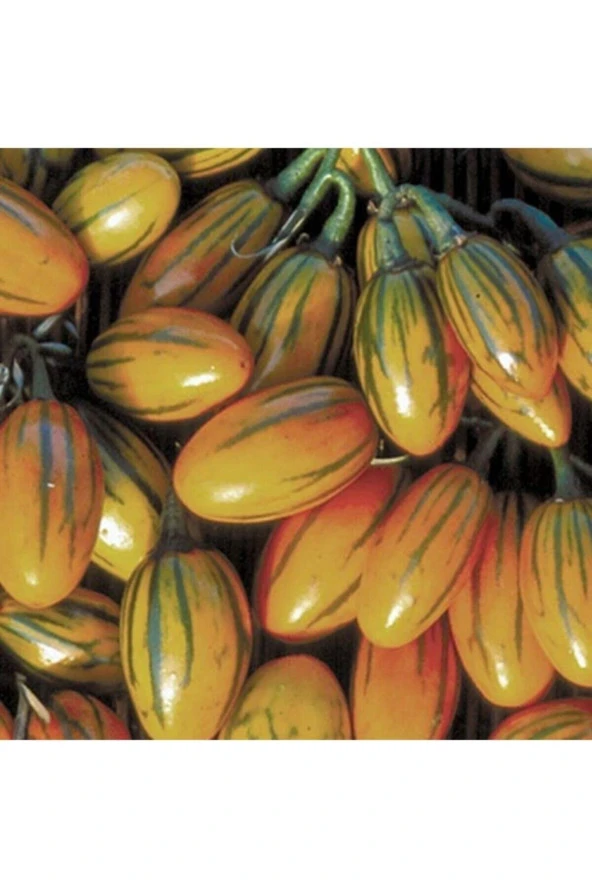 Ayc Botanik 20 Adet Çizgili Togo Patlıcan Tohumu ürün görseli 1