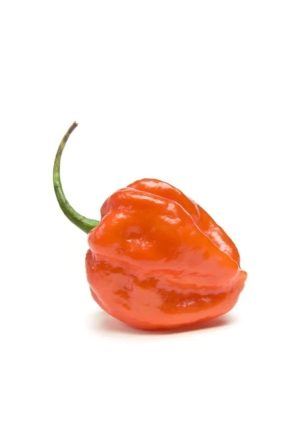 Ayc Botanik Çok Acı Habanero Biberi Tohumu 20 Adet Tohum Biber Tohumu ürün görseli 1