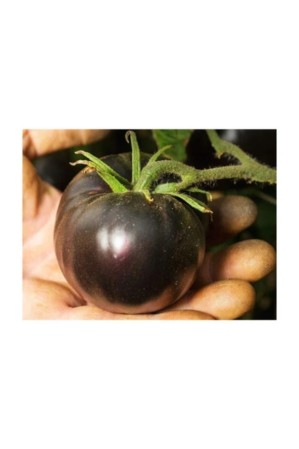 Ayc Botanik Siyah Domates Tohumu 20 Adet Tohum Black Tomato ürün görseli 1