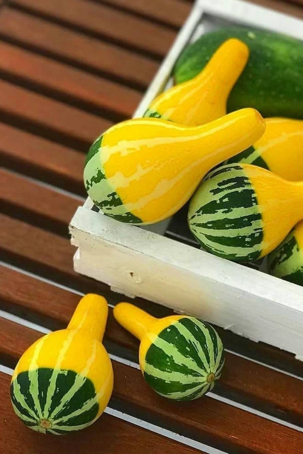Ayc Botanik Sarı Yeşil Süs Kabağı Tohumu / 10 Adet Tohum ürün görseli 1