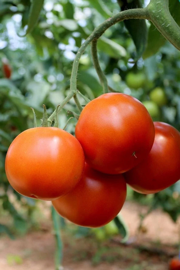 Ayc Botanik Bursa Yayla Domatesi Tohumu / 10+ Adet Tohum ürün görseli 1