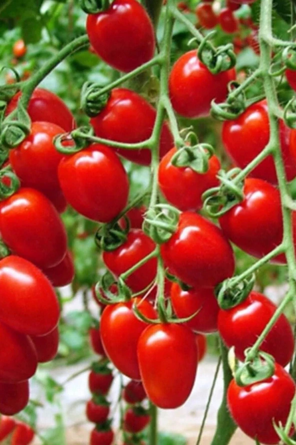 Ayc Botanik Salkım Cherry Domates Tohumu / 10+ Adet Tohum ürün görseli 1