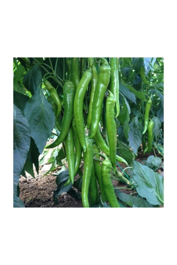 Ayc Botanik Demre Acı Biber Tohumu 20 Adet Tohum ürün görseli 1