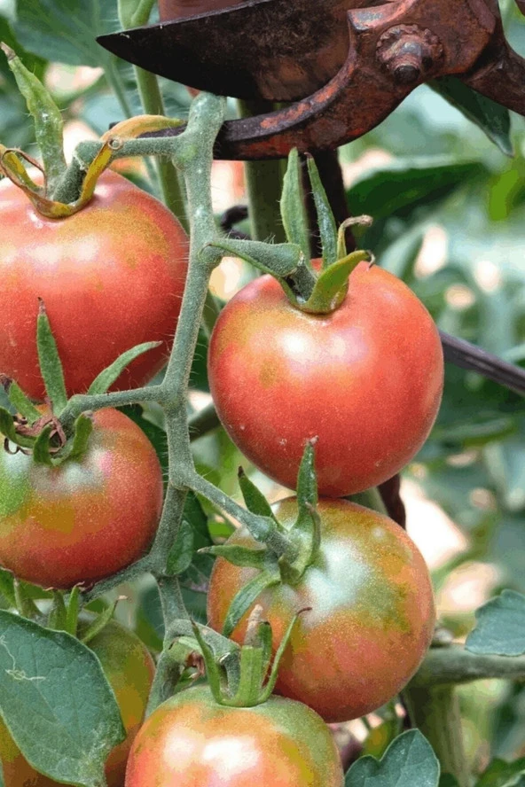 Ayc Botanik Bursa Yayla Domatesi Tohumu / 5+ Adet Tohum ürün görseli 1