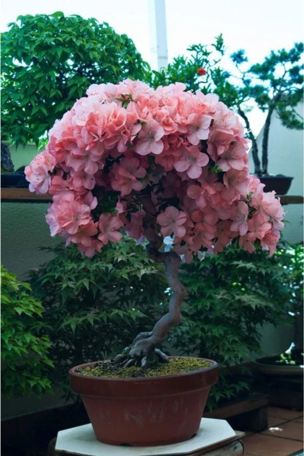 Ayc Botanik Pembe Çiçekli Azalea Bonsai Ağacı Tohumu-10 Adet ürün görseli 1