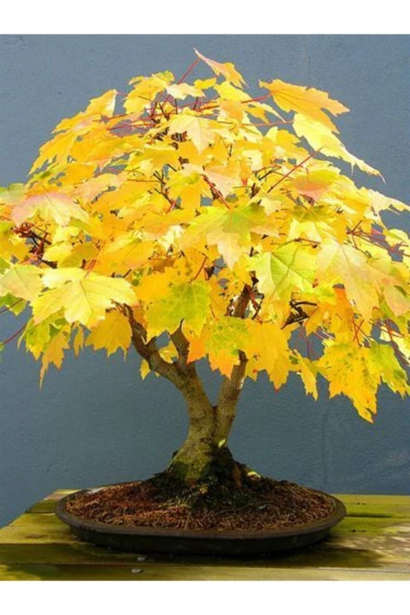 Ayc Botanik Sarı Çınar Bonsai Ağacı Tohumu-10 Adet ürün görseli 1