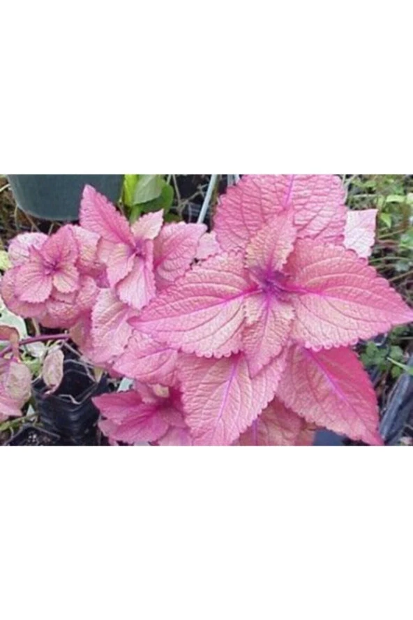 Ayc Botanik Soft Pembe Kolyos Yaprağı Tohumu (yaprağıgüzel) 10 15 Adet ürün görseli 1
