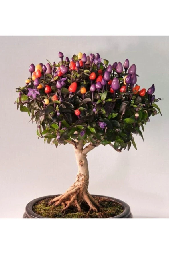 Ayc Botanik Şili Bonsai Ağacı Tohumu-10 Adet ürün görseli 1
