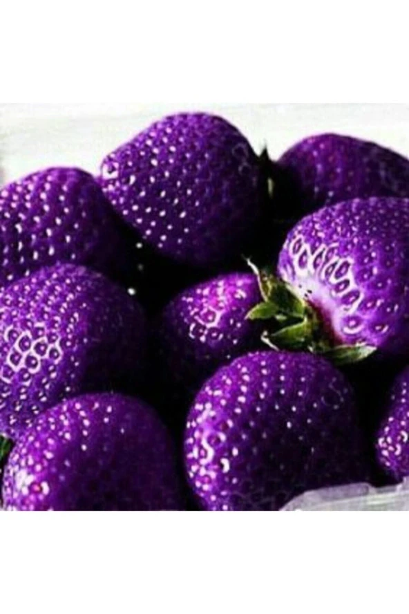 Ayc Botanik 10 15 Adet Mor Çilek Tohumu ürün görseli 1