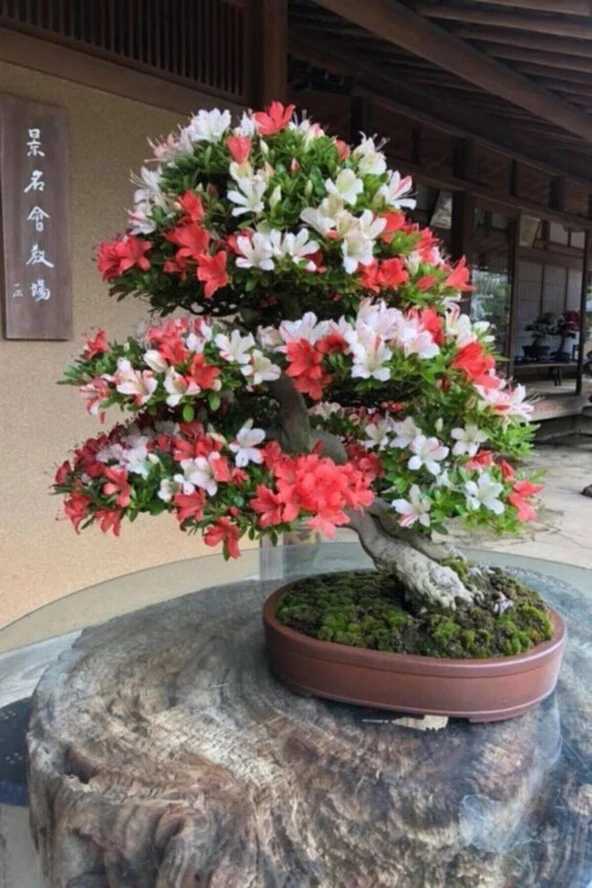 Ayc Botanik Unjour Un Iki Renkli Bonsai Ağacı Tohumu-10 Adet ürün görseli 1