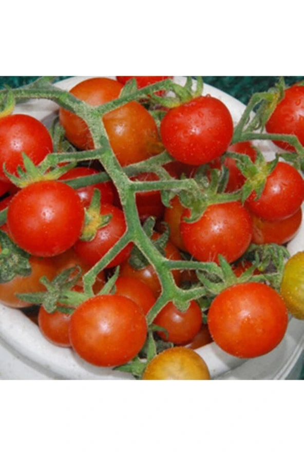 Ayc Botanik Hawaiian Currant Domates Tohumu ürün görseli 1