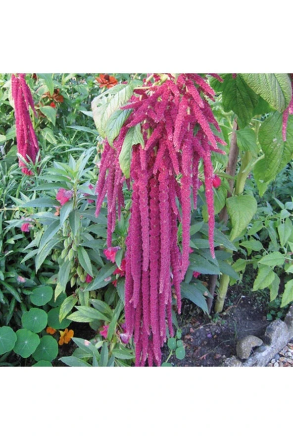 Ayc Botanik Amaranthus Caudatus 'red Garnet' Çiçek Tohumu ürün görseli 1