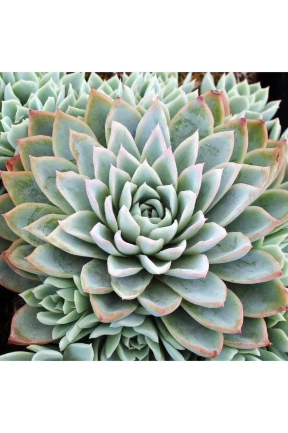 Ayc Botanik Echeveria Violet Queen Sukulent Tohumu ürün görseli 1