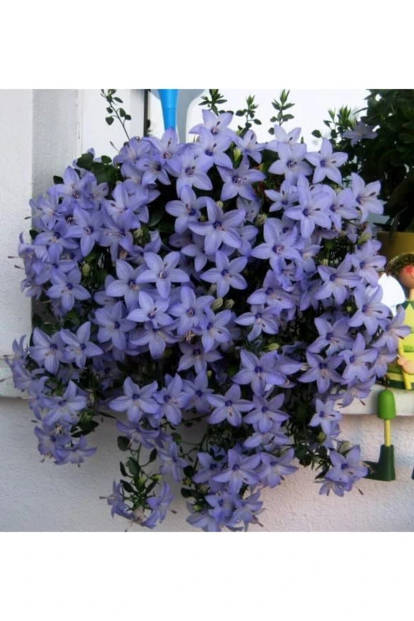 Ayc Botanik Campanula Mavi Çan Çiçeği Tohumu 10 12 Adet ürün görseli 1