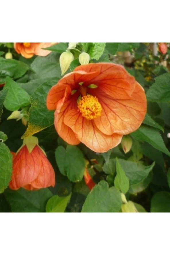 Ayc Botanik 10 Adet Kavun Içi Renkli Abutilon Hybridum Çiçek Tohumu Ithal ürün görseli 1