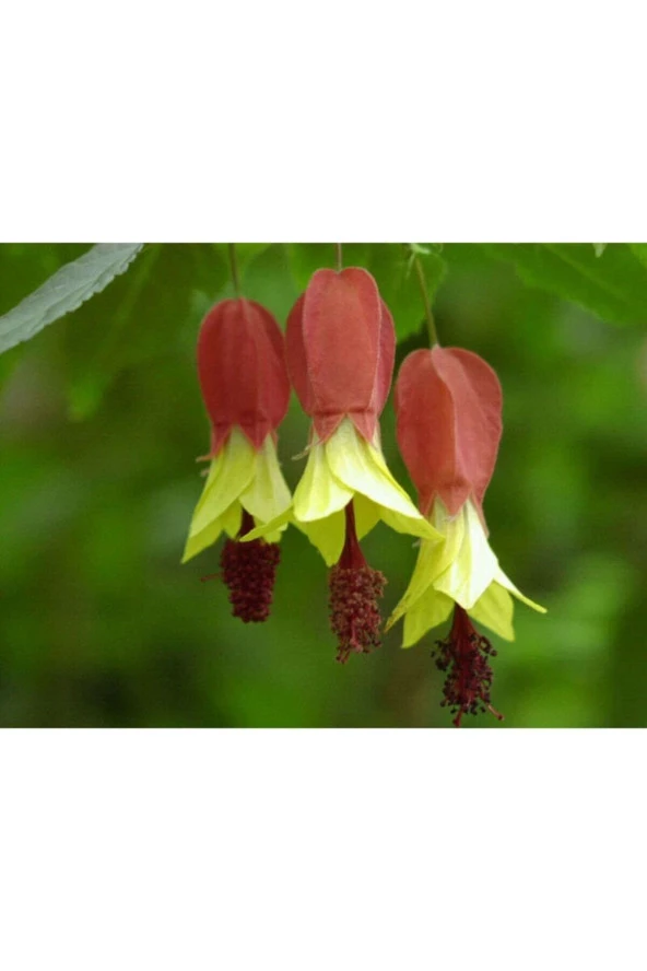 Ayc Botanik 10 Adet Özel Renkli Abutilon Hybridum Çiçek Tohumu Ithal ürün görseli 1