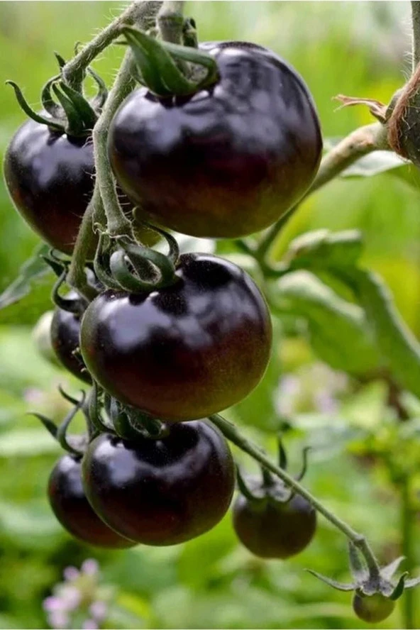 Ayc Botanik Siyah Kumato Domatesi Tohumu / Eko Paket 25 + Adet Tohum ürün görseli 1