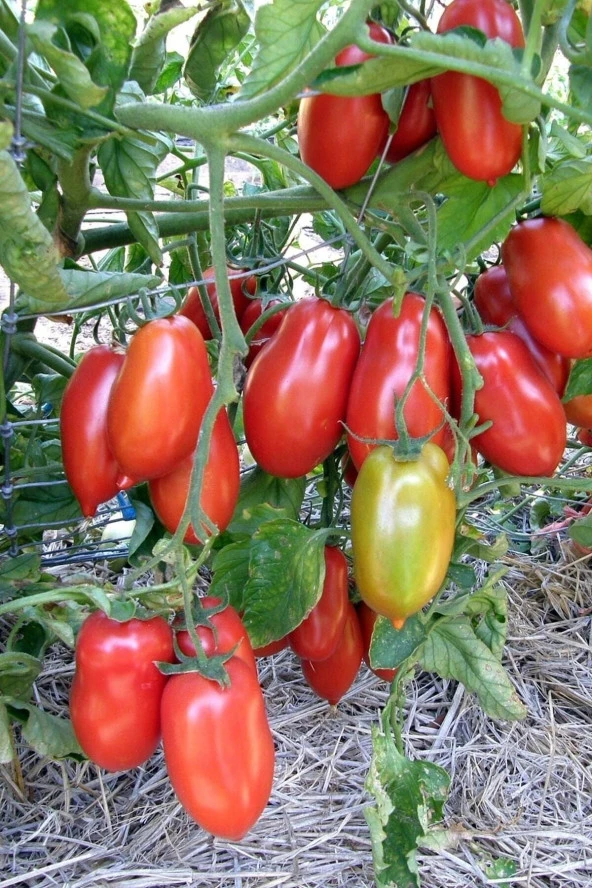 Ayc Botanik San Marzano Domates Tohumu / 5+ Adet Tohum ürün görseli 1