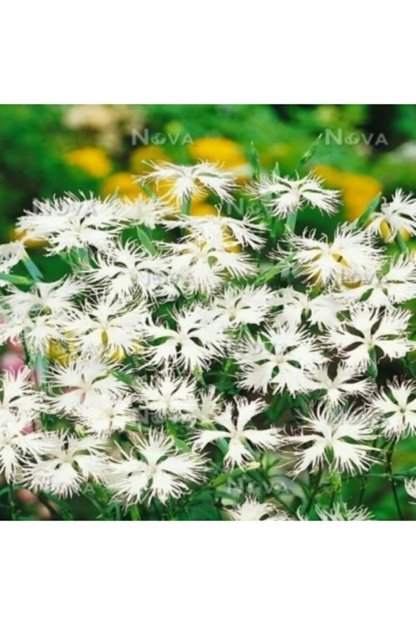 Ayc Botanik Dianthus Superbus White Bol Kokulu Karanfil Çiçeği Tohumu ürün görseli 1