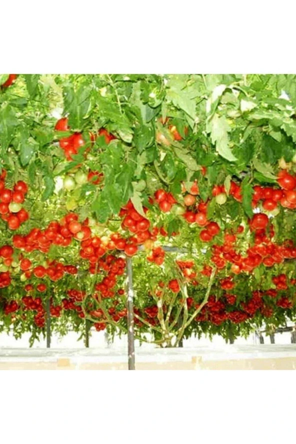 Ayc Botanik 50 Adet Nadir Domates Ağacı Tohumu ürün görseli 1