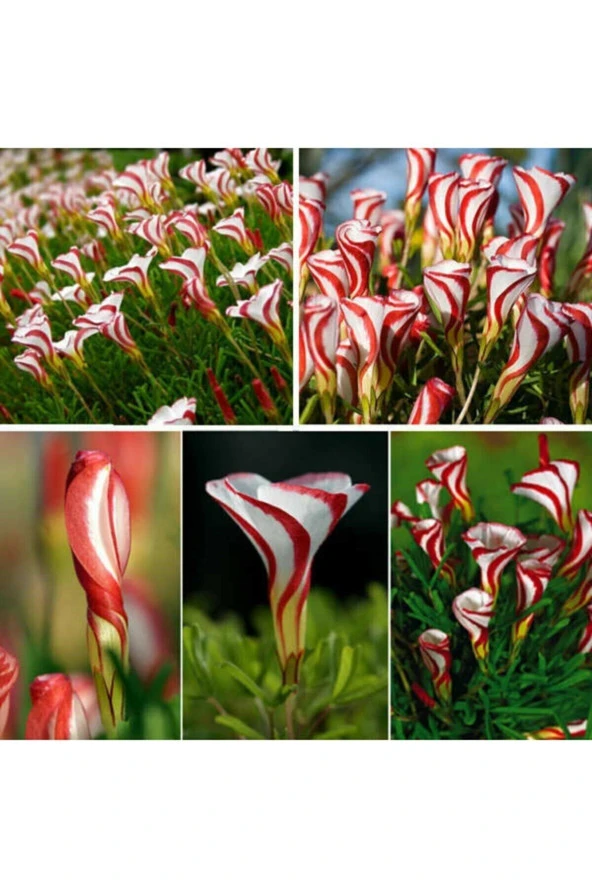 Ayc Botanik 20 Adet Oxalis Versicolor Çiçeği Tohumu ürün görseli 1