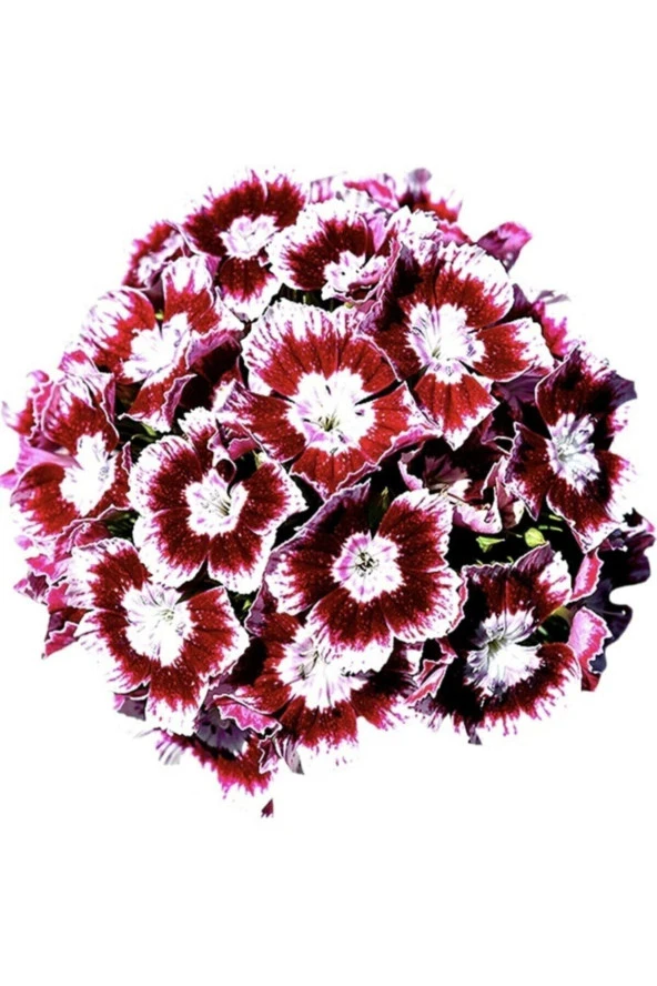 Ayc Botanik 20 Adet Dianthus Barbatus Çiçeği Tohumu ürün görseli 1