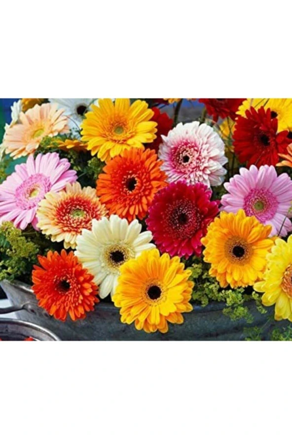 Ayc Botanik Karışık Renkli Gerbera Çiçeği Tohumu ürün görseli 1