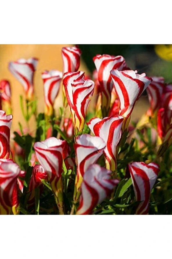 Ayc Botanik 20 Adet Oxalis Versicolor Çiçeği Tohumu - Resim 2