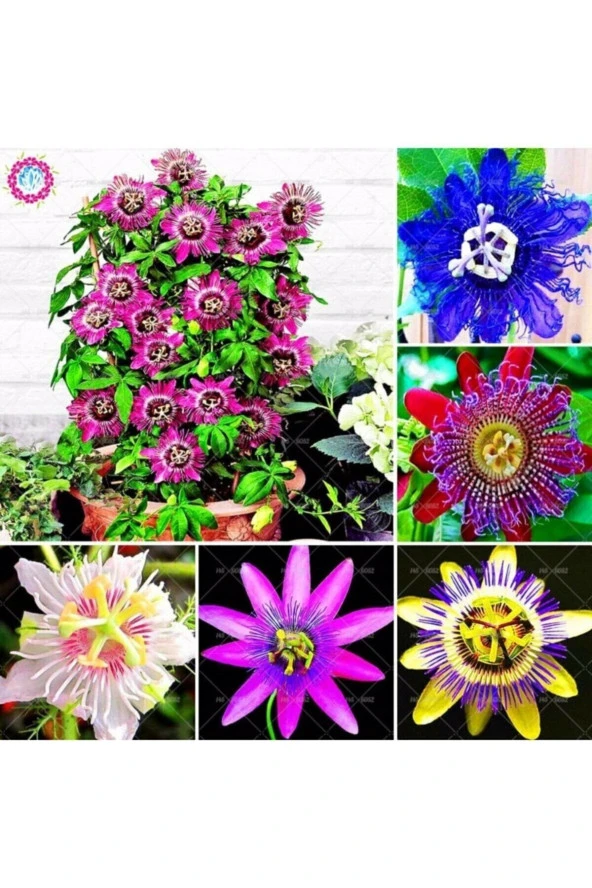 Ayc Botanik 9 Adet 9 Çeşit Passiflora Çiçeği Tohumu ürün görseli 1
