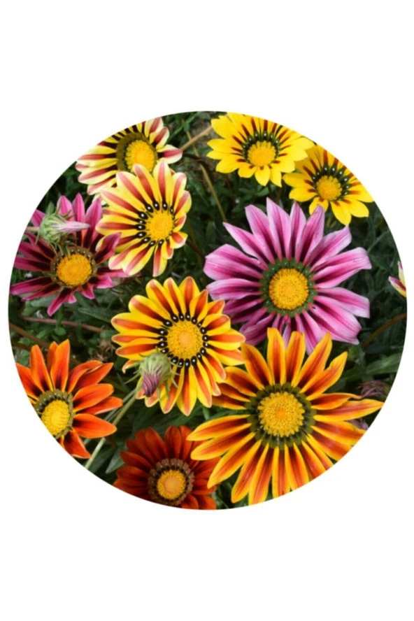 Ayc Botanik 5 Adet 5 Renk Gazania Çiçeği Tohumu ürün görseli 1