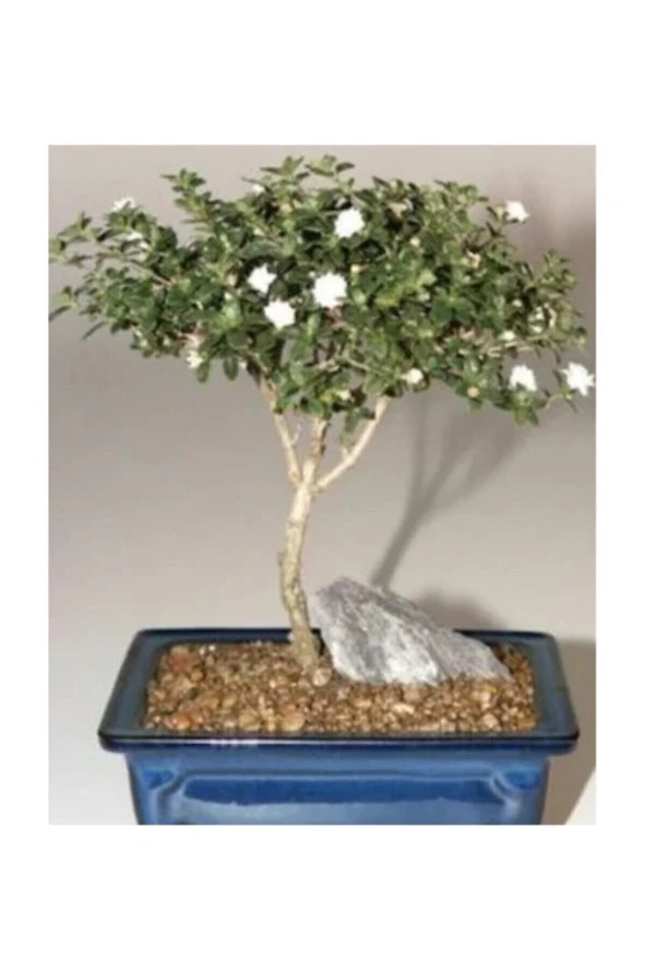Ayc Botanik Bodur Beyaz Gül Bonzai Ağacı Tohumu 5 Adet Tohum Bonsai Ağacı Tohumu ürün görseli 1