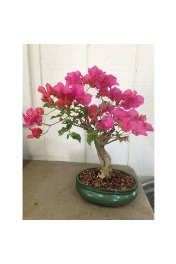 Ayc Botanik Orkide Bonzai Ağacı Tohumu 5 Adet Bonsai Ağacı Tohumu ürün görseli 1