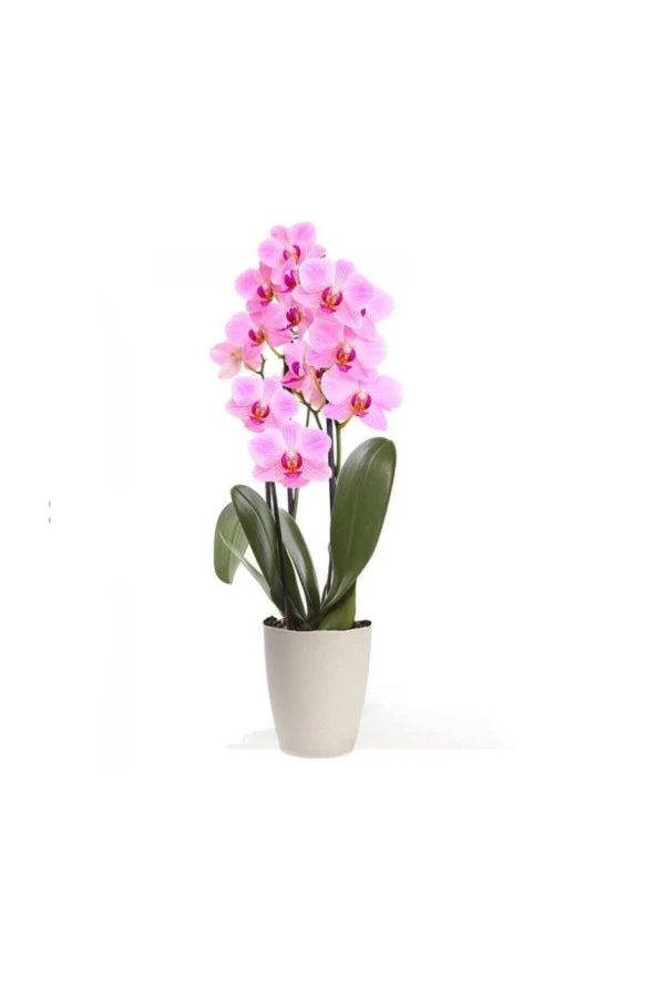 Ayc Botanik Pembe Orkide Tohumu 5 Adet Tohum Phalaenopsis Çiçek Tohumu ürün görseli 1