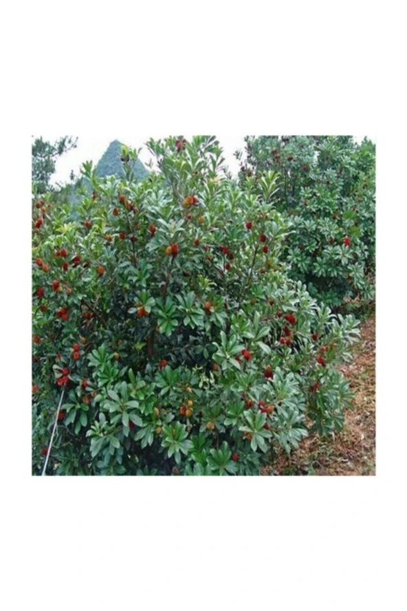 Ayc Botanik Tropikal Çin Çileği Tohumu 2 Adet Tohum Myrica Çilek ürün görseli 1