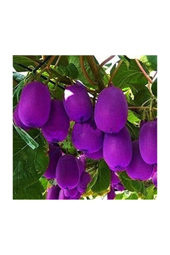 Ayc Botanik Nadir Ithal Mor Kivi Ağacı Tohumu 5 Adet Tohum Purple Kivi ürün görseli 1
