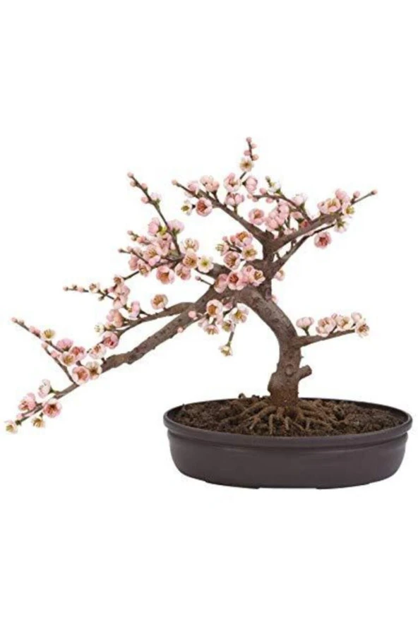 Ayc Botanik Bodur Cherry Blossom Bonzai Ağacı Tohumu 5 Adet Bonsai Ağacı Tohumu ürün görseli 1
