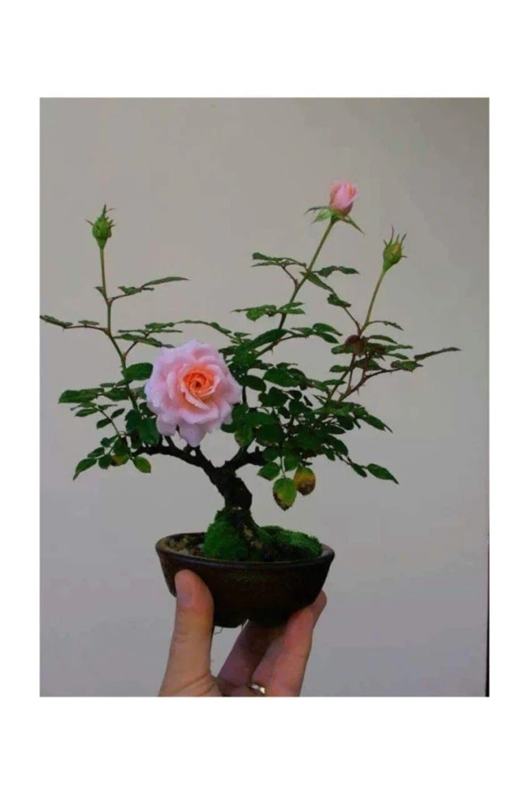 Ayc Botanik Bodur Pembe Gül Bonzai Ağacı Tohumu 5 Adet Tohum ürün görseli 1