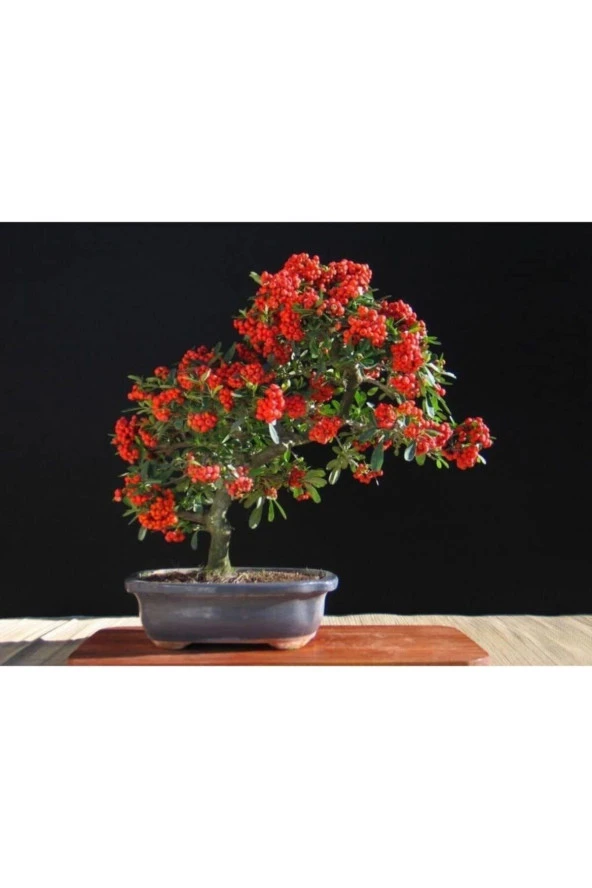 Ayc Botanik Pyracantha Bonsai Ağacı Tohumu 3 Adet ürün görseli 1