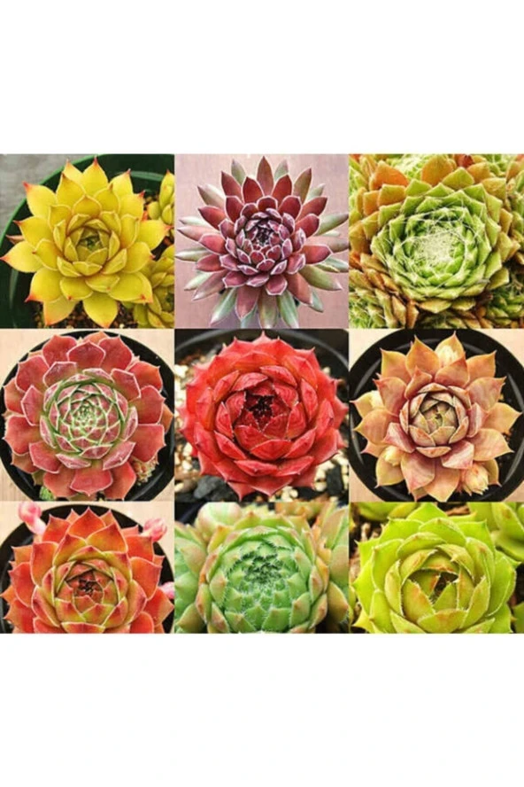 Ayc Botanik 9 Adet 9 Çeşit Sempervivum Sukulent Tohumu ürün görseli 1