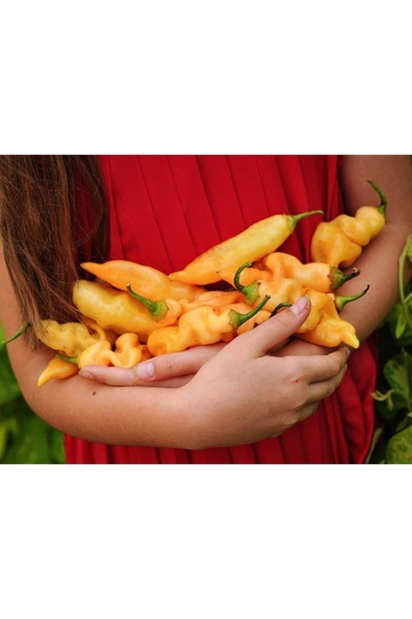 Ayc Botanik Rush Peach Acı Biber Tohumu ürün görseli 1