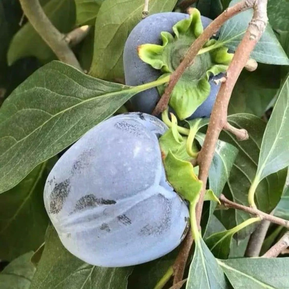 Özel Tür Tüplü ve Aşılı Black (Siyah) Trabzon Hurma Fidanı (Diospyros Kaki L.) ürün görseli 1