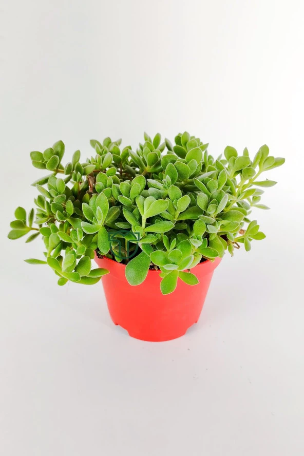 Crassula Rogersii sarkan sukulent minik yeşil kadife yapraklı 8.5 kırmızı saksıda ürün görseli 1